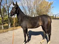 Stute, Akhal-Teke — Foto 3