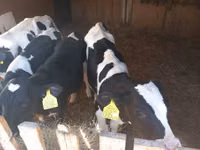 雄牛, Russian Black pied cattle — 写真 1