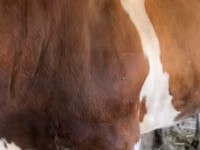 Bulle, Simmental cattle — Foto 2