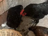 Chickens — zdjęcie 2