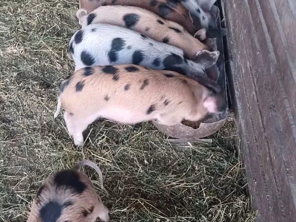 Knur, Świnie