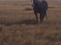 Cheval, Altai horse — photo 5