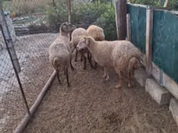 Oveja, Ovejas — foto 5