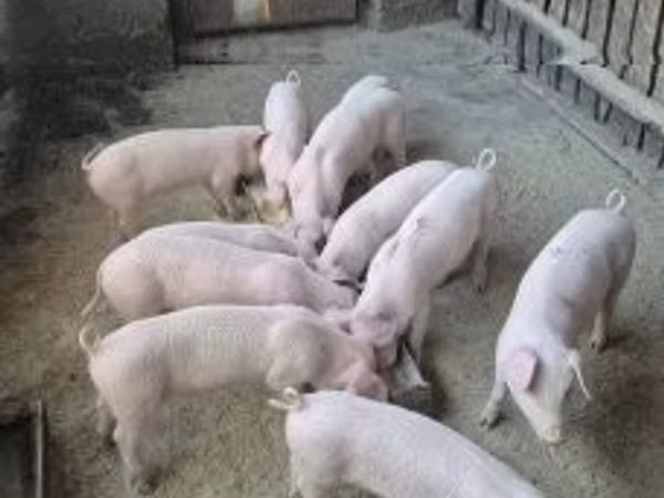 Porcs (lot, sexe non indiqué), 