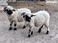 雌羊, Valais Blacknose sheep — 写真 2