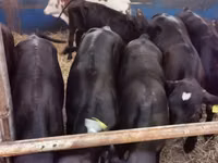 காளை, அபர்டீன் - ஆங்கஸ் — புகைப்படம் 3