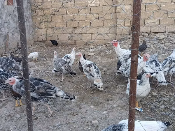 Turkeys