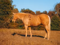 Айғыр, Quarter Horse — 5-сурет