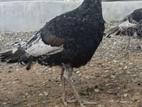 Turkeys — foto 4
