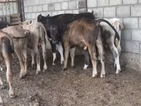 Boğa, Aberdin Angus — foto 5