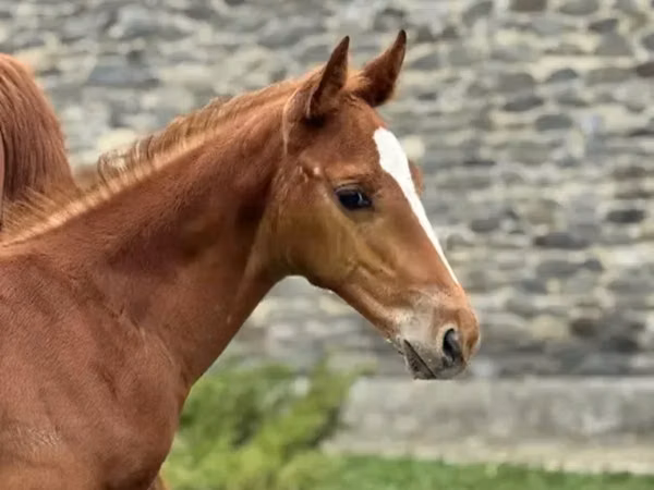 حصان, Anglo-Arabian — جورجيا