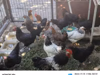 Chickens — Foto 5