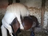 Aygʻir, Shetland Pony — 3-rasm