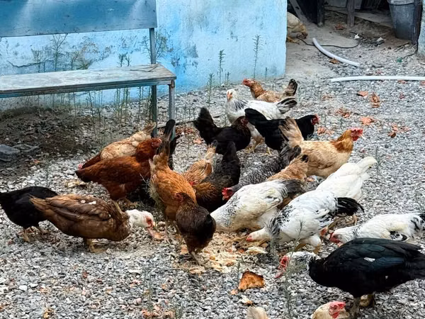 Chickens — அசர்பைஜான்