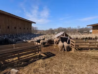 Owce (partia, płeć nieokreślona), Owce — zdjęcie 6
