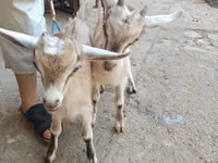 ヤギ（ロット、性別未指定）, Alpine goat — 写真 2