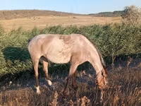 母马, Horses — 照片 1
