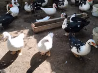 Ducks — foto 4