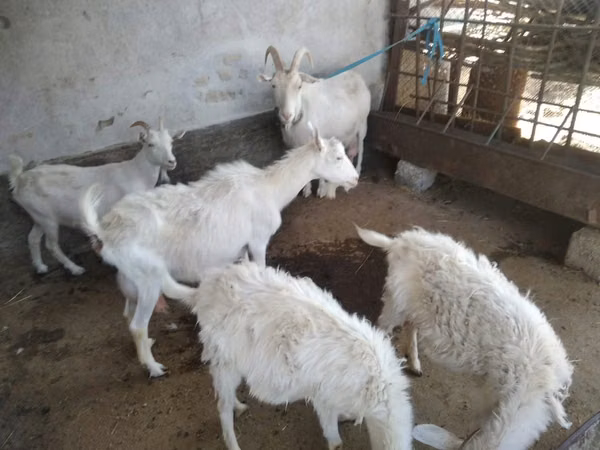 Cabra, Russian White goat