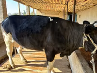 İnek, Russian Black pied cattle — foto 1