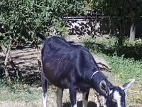 Cabra, Alpine goat — foto 1
