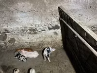 Säue, Schweine — Foto 4