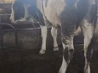 Touro, Simmental cattle — foto 2