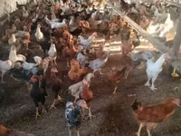 Chickens — Foto 3
