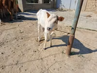 بقرة, Simmental cattle — الصورة 4