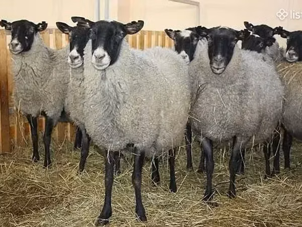 Brebis, Romanov sheep
