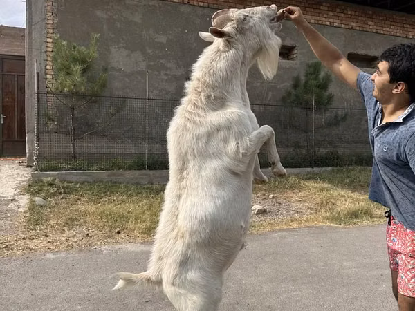 Kozy (partia, płeć nieokreślona), Kozy