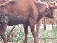 Camella, Camellos — foto 3