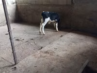 Boğa, Russian Black pied cattle — foto 1