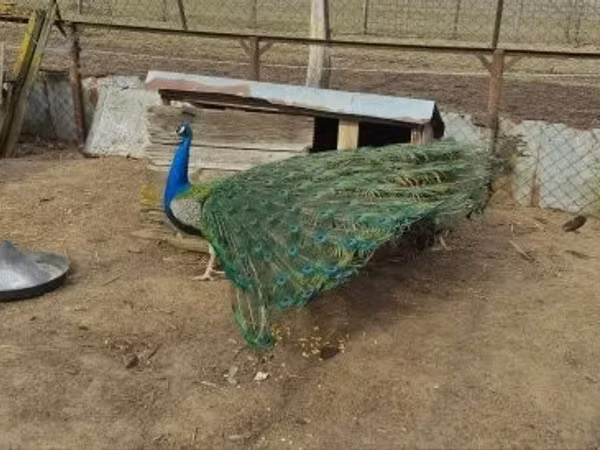 Turkeys