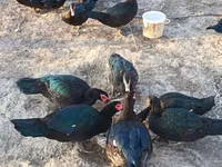 Ducks — foto 3