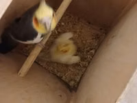Məhsul: Nimfa (Cockatiel) cütlükləri və yuvalama dəsti Korella — photo 4