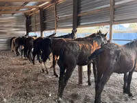 குதிரை, Horse breed — புகைப்படம் 1