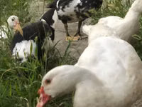 Ducks — foto 8