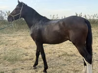 Aygır, Orlov Trotter — foto 4