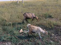 Echki, Alpine goat — 2-rasm