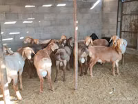 ஆண் ஆடு, ஆடுகள் — புகைப்படம் 1