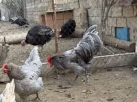 Chickens — photo 3