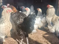 Brahma — foto 1