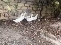 Ducks — foto 2