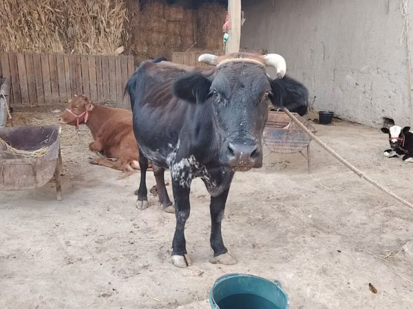 गाय, मवेशी