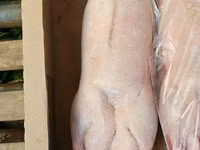 Продаю тушку гуся — 2-rasm