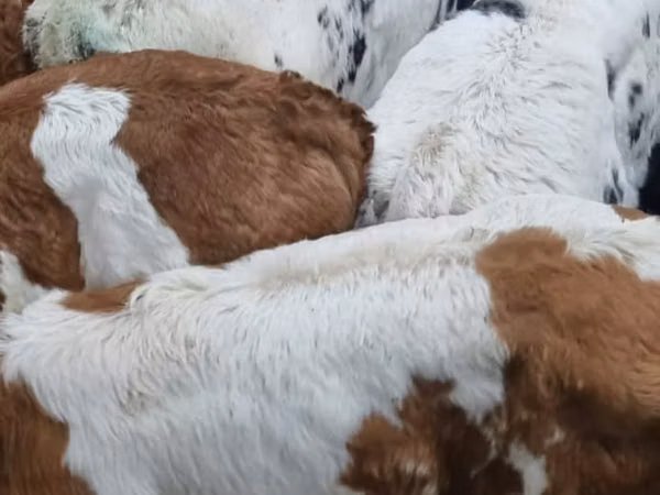 Bovins (lot, sexe non indiqué), Vache limousine