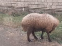 Owca, Owce — zdjęcie 2