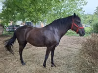 Kısrak, Hungarian horse breed — foto 4