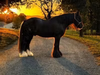 Cavalo, Gypsy horse — foto 5